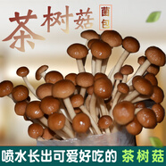 菇婆婆平菇蘑菇種植菌包菌棒盆栽食用菌種家庭趣味栽培陽臺(tái)采新鮮的蘑菇 茶樹菇【出口級(jí)-1袋裝】 袋裝