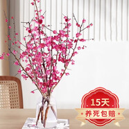 沭之美桃花水培干枝鮮枝帶花桃花樹水養(yǎng)室內(nèi)花卉盆栽鮮切綠植物 80-90cm水培桃花支30根 不含瓶