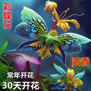 【年宵花卉】濃香型大花稀有花南北方耐寒耐熱室內(nèi)外種植四季開花 彩蝶花【過年開花】 首選：宿根大苗一顆【開花爆滿】多年生
