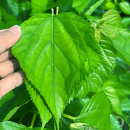 素憂季養(yǎng)蠶專用桑葉新鮮桑葉喂蠶學(xué)生養(yǎng)蠶套裝蠶寶寶飼料嫩桑葉新鮮現(xiàn) 小蠶專用嫩桑葉50克