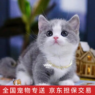 涴喵 純種寵物貓咪活體金銀漸層幼貓全程輔助養貓簽訂合同雙重保障 寵物級 矮腳曼基康