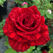 玫瑰花苗花卉盆栽嫁接多色樹樁老根大花陽臺月季薔薇四季耐寒植物 直覺 5年苗2棵裝大量開花