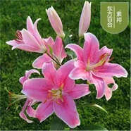 香水百合種球四季花卉好養易活盆栽室內花植物種球濃香百合花種球 圣女多頭花包活包對版 百合種球一顆