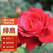墨一灌木月季花苗特大花盆栽薔薇 緋扇 40cm左右原盆 源頭直發(fā)