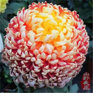 菊花種子四季播種戶外耐寒花卉種籽庭院造景陽臺(tái)盆栽觀賞花草種子 陶醉菊花 1包種子240粒+復(fù)合肥+發(fā)芽粉