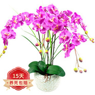 歐悟 蝴蝶蘭花苗盆栽室內(nèi)觀花植物桌面陽臺年宵花卉四季開花綠植花卉 紫蝶蝴蝶蘭+透明原盆+原土