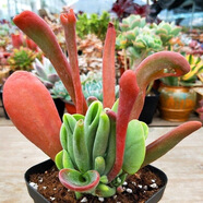 多肉植物帶盆綠植花卉盆栽貴貨老樁群生玉樹(shù)玉露仙人掌肉肉 火狐貍老樁栽好【12-15cm】