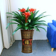 大盆鴻運(yùn)當(dāng)頭盆栽大型綠植年宵花卉四季開花開業(yè)喜慶辦公室內(nèi)植物 鴻運(yùn)當(dāng)頭【高度50-70厘米】 3棵四季開花開業(yè)喜慶喬遷年宵花不含盆
