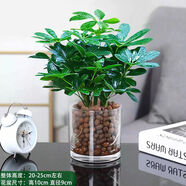大型室內(nèi)客廳盆栽花卉八方來(lái)財(cái)鴨腳木綠植七葉蓮發(fā)財(cái)樹(shù)鴨掌木 八方來(lái)財(cái)送圓柱玻璃瓶+陶粒