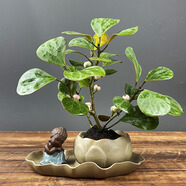 詩甲 小盼菩提綠植盆栽小盆景辦公室內(nèi)客廳陽臺禪意花卉節(jié)日高檔送禮 菩提+蓮葉底+佛陀