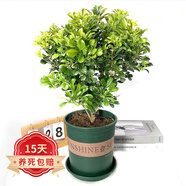 歐悟米蘭花盆栽花卉植物室內四季開(kāi)花帶花苞濃香茉莉花苗盆景驅蚊綠植 五年壯苗米蘭花含加侖盆