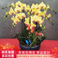 初卉（C·hui）【送貨上門】蝴蝶蘭盆栽帶花帶苞年宵花盆栽花卉真花喬遷全國配送 八支黃色（帶盆栽好）