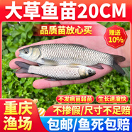 大草魚(yú)苗淡水養殖食用皖魚(yú)大規格半斤一斤20厘米活體草魚(yú)苗批發(fā)特大草魚(yú)苗淡水養殖食用活體冷水觀(guān)賞魚(yú) 草魚(yú)30條送3條運損12-14厘米