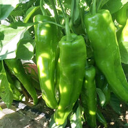 家庭種植蔬菜種子大全四季盆栽陽(yáng)臺庭院小菜園農家有機春夏秋籽孑 羊角椒1包約200粒