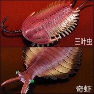 林暢模玩寒武紀奧陶紀生物兒童玩具仿真早教動(dòng)物模型史前時(shí)代海洋遠古巨獸 三葉蟲(chóng)+奇蝦