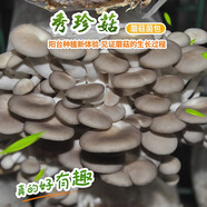 菇婆婆平菇蘑菇種植菌包菌棒盆栽食用菌種家庭趣味栽培陽(yáng)臺采新鮮的蘑菇 秀珍菇【出口級-1袋裝】 袋裝