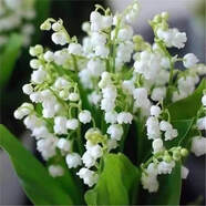 【四季開(kāi)花】帶芽鈴蘭花根濃香型鈴蘭盆栽陽(yáng)臺室內花卉耐寒花卉 白色鈴蘭帶芽帶根 8棵送肥開(kāi)花多