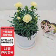 歐芽  康乃馨室內客廳觀(guān)賞型濃香型花卉鮮花盆栽 黃色康乃馨 【白螺紋】