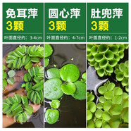 浮萍水草水芙蓉一葉蓮水葫蘆植物魚缸造景冒泡水培睡蓮凈水真水草 浮萍造景套餐六(多樣化告別單調(diào)