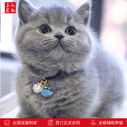 涴喵 蘇氏純種英短幼貓短毛貓大臉貓寵物貓咪活體輔助喂養(yǎng) 寵物級(jí) 【藍(lán)貓】