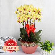 歐悟 蝴蝶蘭花苗盆栽室內(nèi)觀花植物桌面陽(yáng)臺(tái)年宵花卉四季開花綠植花卉 福樂夕陽(yáng)蝴蝶蘭+透明原盆+原土