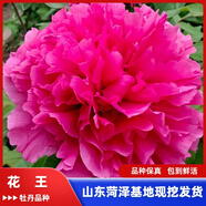 牡丹花苗盆栽正宗菏澤帶花苞牡丹花種大苗纏枝重瓣花卉牡丹花樹苗 15花王【菏澤發(fā) 帶芽包活 】
