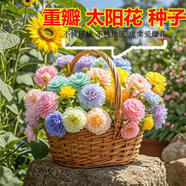 重瓣多層太陽(yáng)花四季大花易活開(kāi)花不斷耐寒耐旱大花 重瓣太陽(yáng)花種子(精美混色) 新種【1包約1萬(wàn)?！?
                                         title=