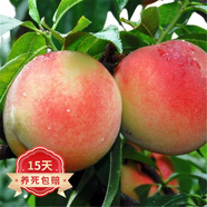 歐悟【買(mǎi)2顆送1顆】嫁接車(chē)厘子樹(shù)苗大櫻桃樹(shù)苗盆栽果樹(shù)苗木南北方種植 水蜜桃樹(shù)苗 6年苗當年結果