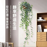 鄉(xiāng)村小花醫(yī)【常春藤】室內(nèi)藤蔓垂吊蘭長(zhǎng)春藤吸甲醛爬常青藤金邊綠植植物陽(yáng)臺(tái) 育苗盆發(fā)貨