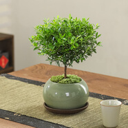 八芽 小葉赤楠盆景擺件室內(nèi)綠植花卉盆栽老樁客廳辦公室桌面好養(yǎng)植物 （綠圓肚盆+苔蘚+托盤(pán)）