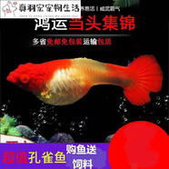 桐汝壁鴻運(yùn)當(dāng)頭紅頭轉(zhuǎn)運(yùn)魚孔雀魚小型熱帶魚燕尾精品鳳尾魚活體種魚 包頭包腮延長背1對(duì)