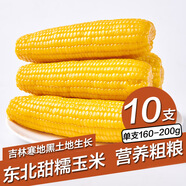 守望鄉(xiāng)村（KEEP W-VILLAGE GO）新東北鮮嫩玉米 粘糯黏甜糯香真空玉米苞米 早餐粗糧小玉米 黃色小玉米10支（單支160-200g）