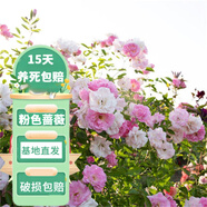 花友藤本月季花苗月季花樹苗盆栽特大花苗庭院爬藤植物陽臺薔薇爬墻 粉色薔薇【爬藤】大苗 1-1.3米高度多分叉