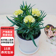 歐芽  康乃馨室內(nèi)客廳觀賞型濃香型花卉鮮花盆栽 綠色康乃馨 【白螺紋】
