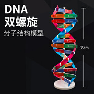 DNA雙螺旋結(jié)構(gòu)模型拼接diy 高中生物染色體結(jié)構(gòu)模型教具 脫氧核苷酸鏈堿基對(duì)遺傳基因染色體雙鏈 DNA模型拼裝材料