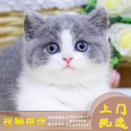 夢(mèng)茜兒（MEXEMINA）英短藍白幼貓正八臉滿(mǎn)耳滿(mǎn)背五粉矮腳藍白活物英短拿破侖藍白貓咪 寵物級 家養款 公