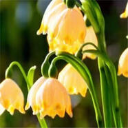 【四季開(kāi)花】帶芽鈴蘭花根濃香型鈴蘭盆栽陽(yáng)臺室內花卉耐寒花卉 黃色鈴蘭帶芽帶根 12棵送肥開(kāi)花爆盆