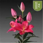 香水百合種球四季花卉好養(yǎng)易活盆栽室內(nèi)花植物種球濃香百合花種球 特紅多頭花包活包對(duì)版 百合種球一顆