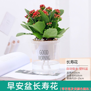綠有意綠植盆栽多肉花卉盆栽植物室內(nèi)桌面水培綠植辦公室客廳植物懶人 長壽花（四季開花，顏色隨機(jī)）