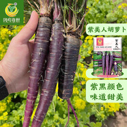 鳳鳴雅世胡蘿卜種子種籽孑子紅水果蘿卜羅卜的紫黑菜種籽紫色黃胡羅卜種子 紫美人水果胡蘿卜種10克