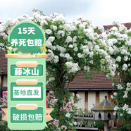 花友藤本月季花苗月季花樹苗盆栽特大花苗庭院爬藤植物陽臺薔薇爬墻 藤冰山【爬藤】大苗 1-1.3米高度多分叉