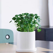 意軒銅錢草水培盆栽室內(nèi)室外花卉金錢草綠植吸綠植花草植物 銅錢草+白瓷盆