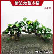 逸樂(lè )寵水榕沉木水草植物魚(yú)缸造景沉木帶水草溶定植大水榕幽靈辣椒榕陰性 精選九頭大葉榕沉木【綁好發(fā)貨 不黃水】
