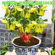 【年宵花卉】濃香型大花稀有花南北方耐寒耐熱室內(nèi)外種植四季開花 蝴蝶花【過年開花】 首選：宿根大苗一顆【開花爆滿】多年生