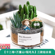 綠蔭巷子多肉植物仙人掌盆栽肉肉室內(nèi)桌面創(chuàng)意綠植小盆栽帶盆 【萬重山趣味組】淺玻璃杯+3擺件
