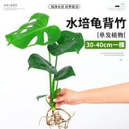 種花迷龜背竹水培植物盆栽大號(hào)老樁室內(nèi)客廳天堂鳥(niǎo)花瓶耐陰常青好養(yǎng)綠植 龜背竹30~40cm一棵【送營(yíng)養(yǎng)液】