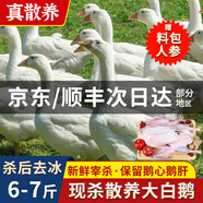 頤鄉(xiāng)情現(xiàn)殺大鵝農(nóng)家散養(yǎng)大白鵝整只土鵝冷凍鵝肉生鮮五谷喂養(yǎng)節(jié)日禮盒 農(nóng)家大鵝6-7斤/只【料包+鮮參】