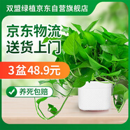 雙盟綠蘿盆栽除甲醛花卉綠植辦公室新房?jì)艋諝?80方形3盆源頭直發(fā)