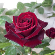 玫瑰花苗特大花帶花苞花卉綠植物室內(nèi)外陽臺盆栽薔薇月季四季開花 黑魔術(18CM加侖盆，獨棵精品大 帶盆栽好