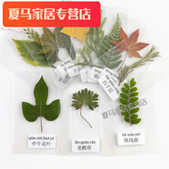 默然諾爾塑封葉標(biāo)本植物標(biāo)本過塑真葉幼兒園學(xué)生認(rèn)識(shí)干花書簽帶標(biāo)簽 30種過塑葉片(隨機(jī)不重復(fù)